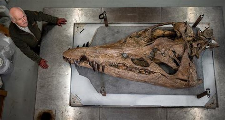 'Ginormous' Pliosaur Bones Found By Chance In U.K. Museum