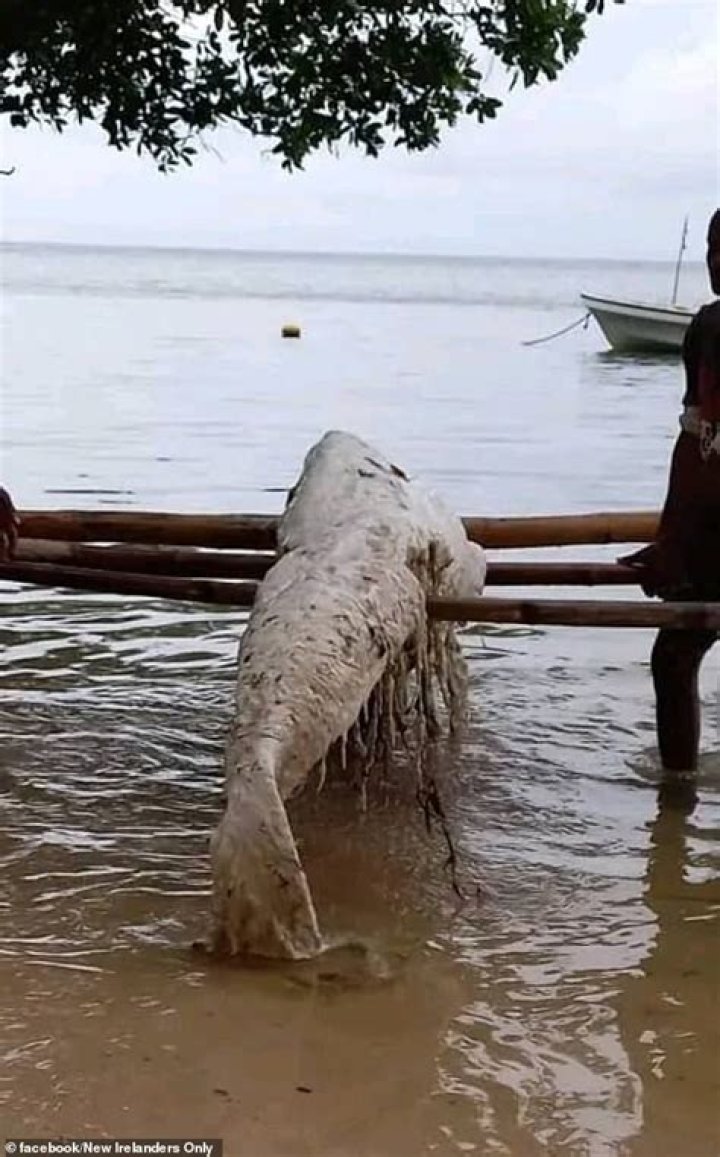 'Mermaid Globster' Washes Ashore In Papua New Guinea