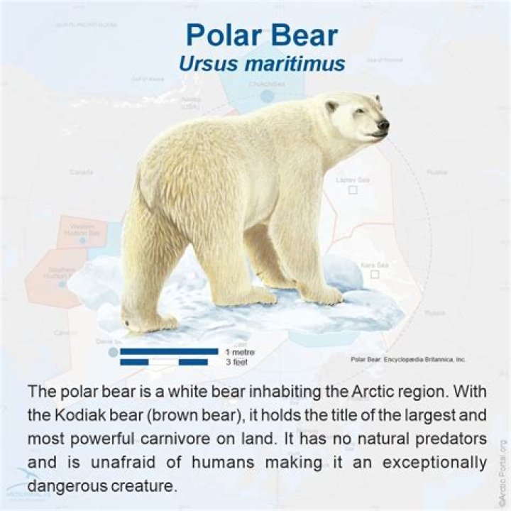 21 Polar Bear Facts That'll Make You Fall For Earth's Largest Predator