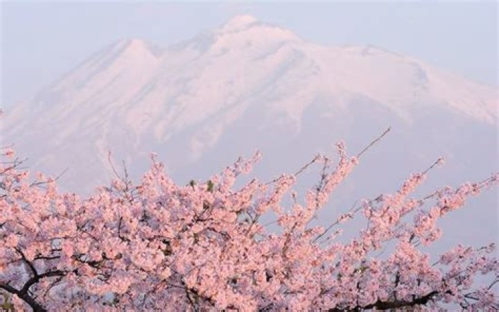 29 Swoon-Worthy Japanese Cherry Blossoms Pictures