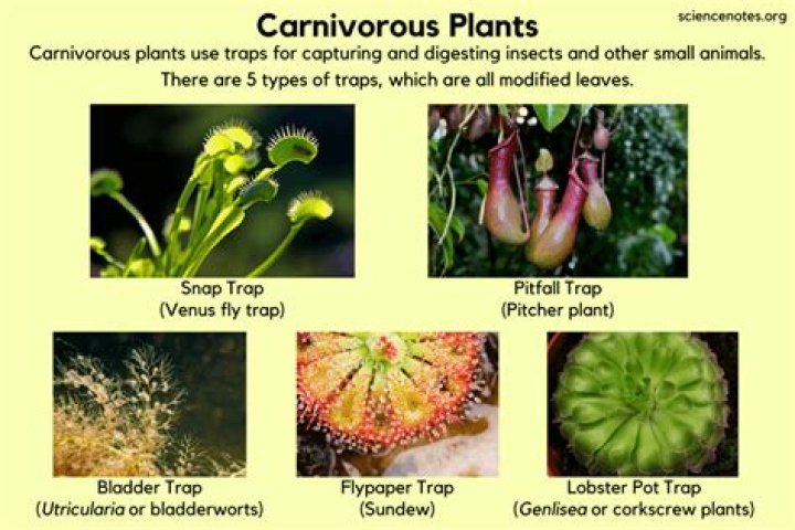 5 Carnivorous Plants You Wouldn't Want To Mess With