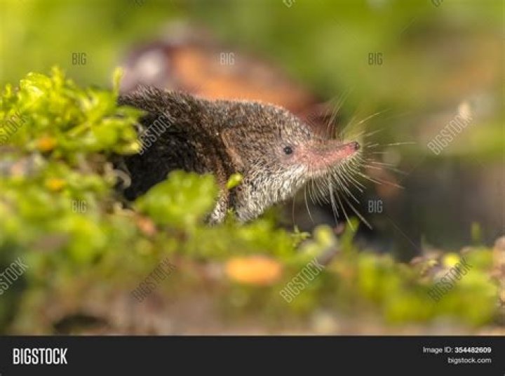 5 Of The Smallest Mammals On Earth