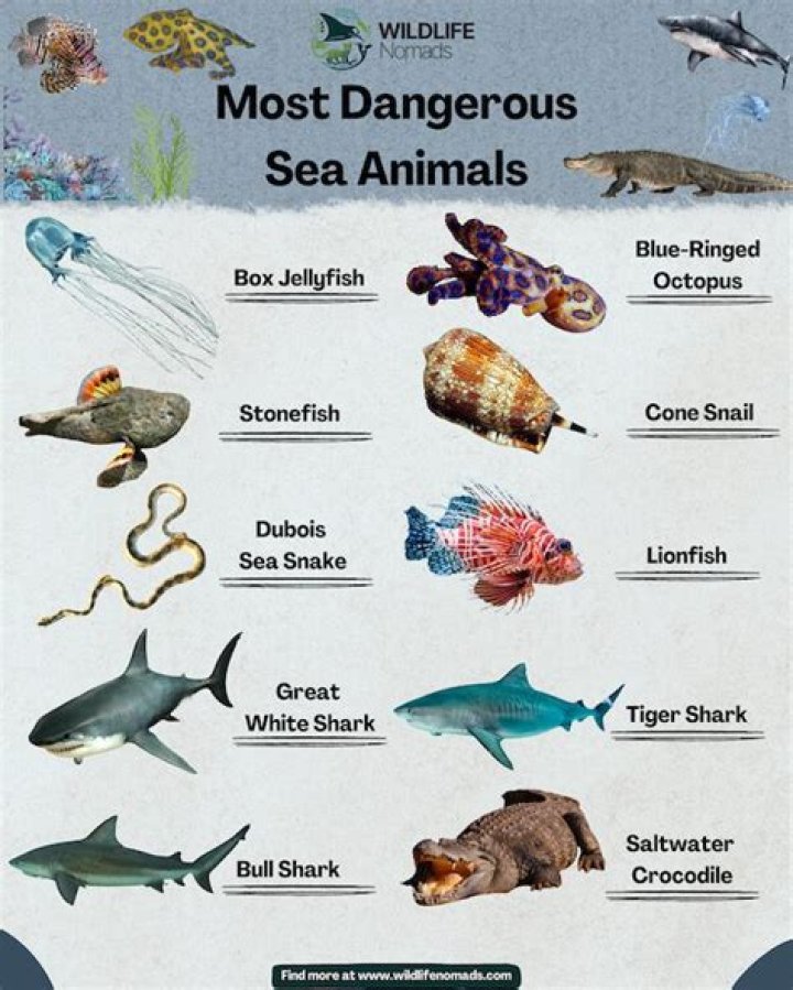 7 Most Dangerous Animals In The World You Don't Know About