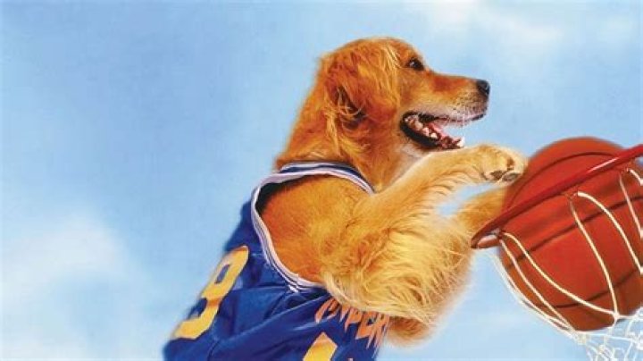 ¿Air Bud realmente jugó al baloncesto? – Celebrity.fm