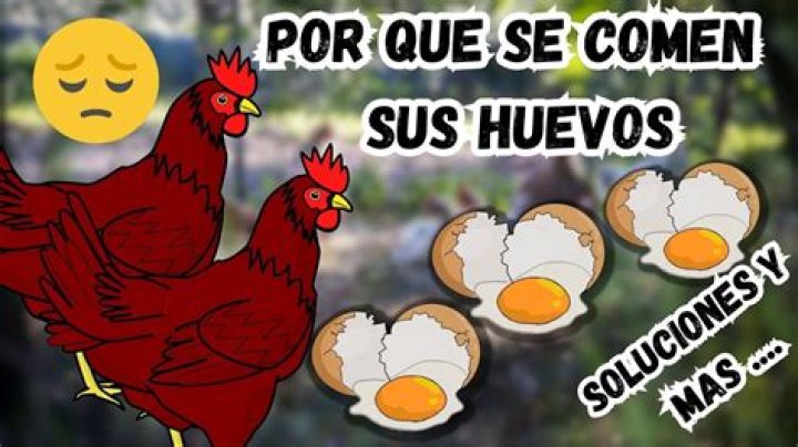 ¿Alguien ha comido realmente 50 huevos? – Celebrity.fm