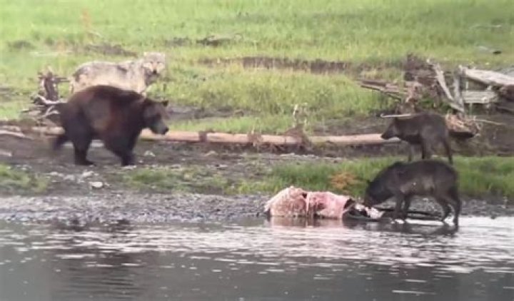 Andrew Renner And Son Owen Caught On Camera Killing Bear, Cubs