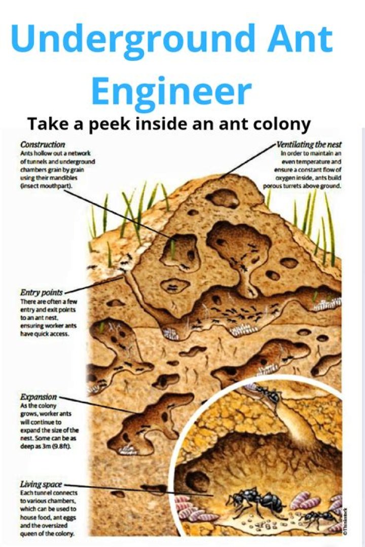 Anthill Art Creations And The Complexity of Ant Colonies