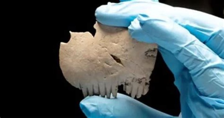 Archaeologists Unearth Iron Age Comb Made From Human Skull