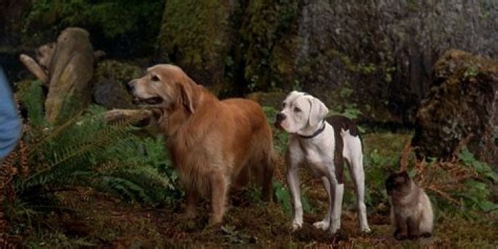 Are the animals from Homeward Bound still alive?