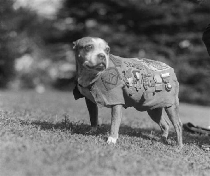 Army Mascots Of Decades Past: 16 Vintage Photos