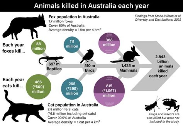 Australian Cats And Foxes Are Killing 2.6 Billion Animals Every Year