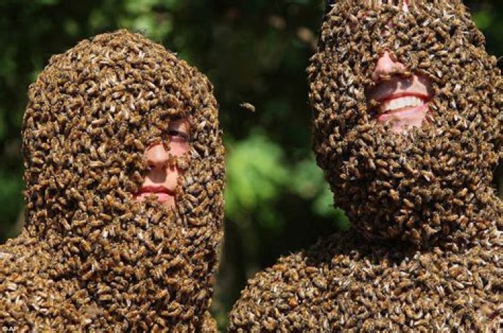 Bee Beards, Your New Favorite Hobby