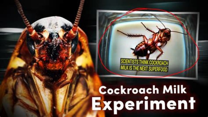 Cockroach Milk Contain Four Times The Protein As Cow's Milk