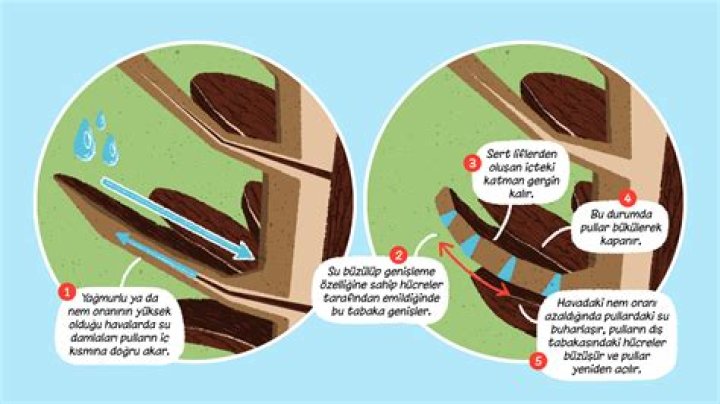 Coco, argoda ne anlama geliyor?