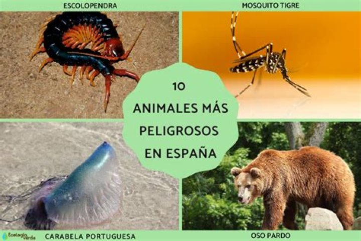 ¿Cuál es el animal más peligroso de Michigan? – Celebrity.fm