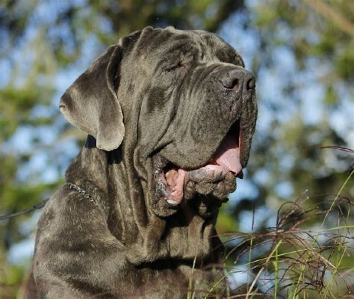 ¿Cuánto cuesta un cachorro de Mastín Napolitano?