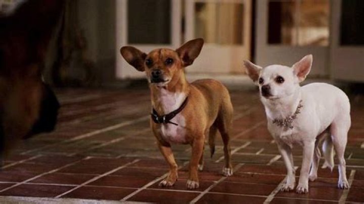 Di mana saya bisa menonton Beverly Chihuahua 4?