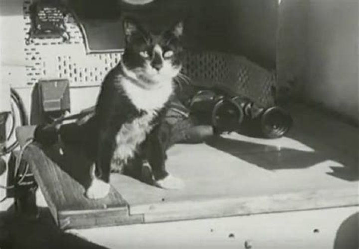 Dickin Medal Recipients From Sgt Reckless To Simon The Cat