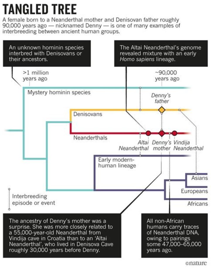 DNA Reveals The First Evidence Of Neanderthal and Denisovan Hybrid
