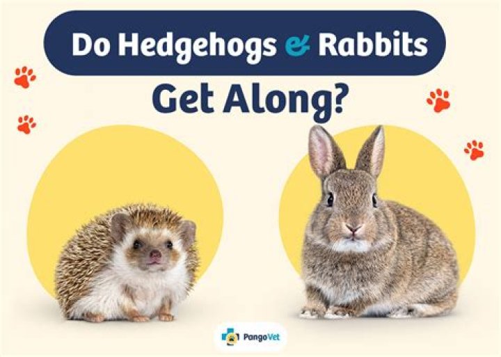 Do rabbits get along with frogs? – Celebrity.fm – #1 Official Stars, Business & People Network, Wiki, Success story, Biography & Quotes