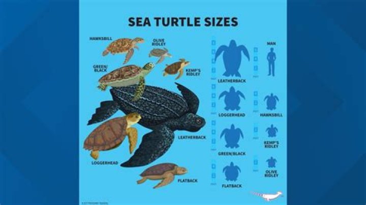 Do sea turtles get high? – Celebrity.fm – #1 Official Stars, Business & People Network, Wiki, Success story, Biography & Quotes