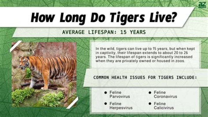 Do tigers live in the Serengeti? – Celebrity.fm – #1 Official Stars, Business & People Network, Wiki, Success story, Biography & Quotes