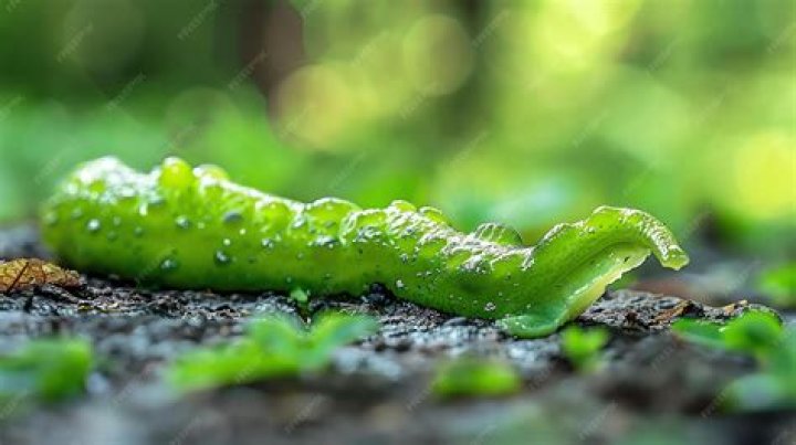 E se eu acidentalmente comer uma lesma?