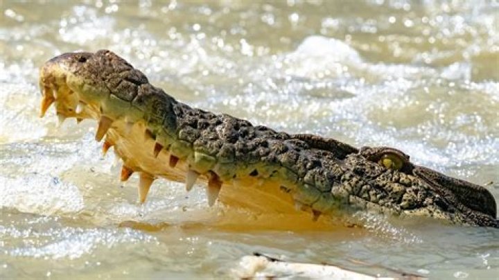 ExclusiveMassive Saltwater Crocodile Attacks Explored in New Special