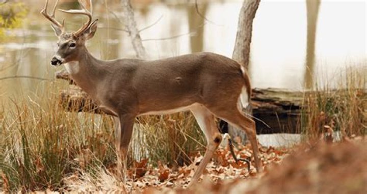 Fake-Dead Buck Fatally Stabs Hunter Multiple Times After Being Shot At