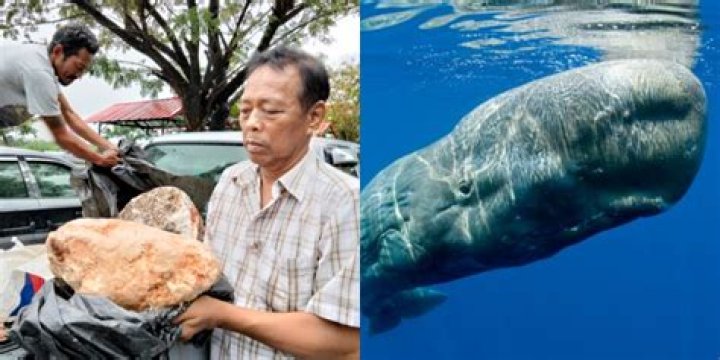 Fisherman Sell Ambergris, Or 'Whale Vomit,' For $1.5 Million