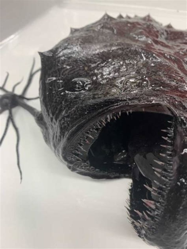 Footballfish, The Terrifying Deep-Sea Monsters Of The Pacific