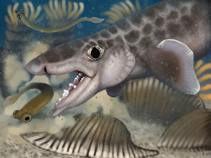 Giant-Mouthed Prehistoric Fish Discovered In Colorado