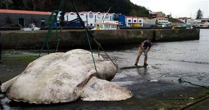 Giant Sunfish Reeled In Near Portugal