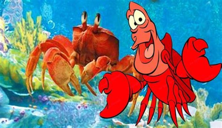 ¿Hay un cangrejo en La Sirenita? – Celebrity.fm