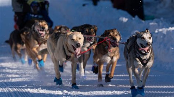 How much is the entry fee for the Iditarod? – Celebrity.fm – #1 Official Stars, Business & People Network, Wiki, Success story, Biography & Quotes