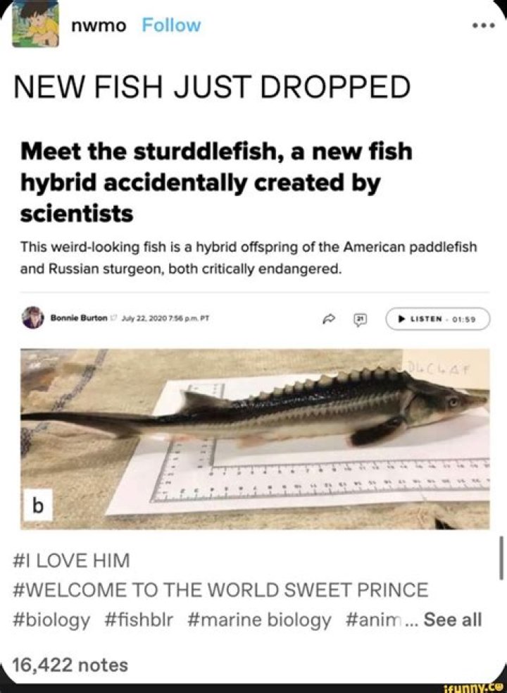 Hungarian Scientists Accidentally Create 'Sturddlefish' Hybrid