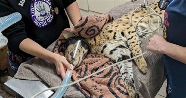 Illegal Exotic Cat Found In Ohio — With Cocaine In Its System