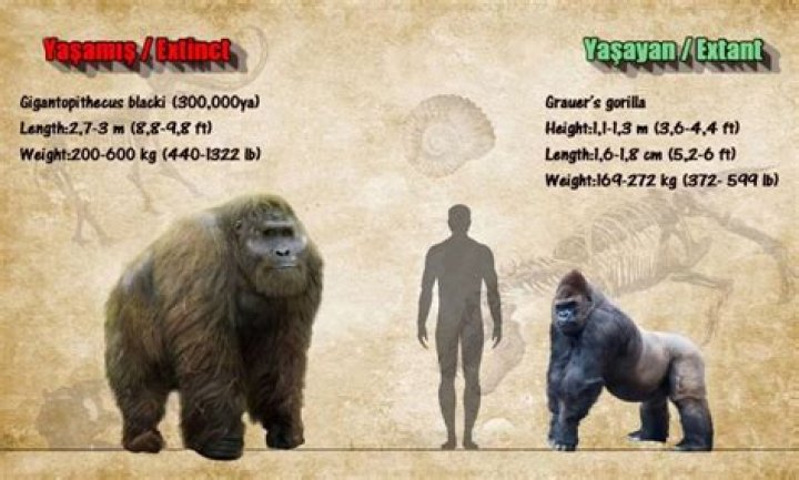 Is Gigantopithecus an orangutan? – Celebrity.fm – #1 Official Stars, Business & People Network, Wiki, Success story, Biography & Quotes