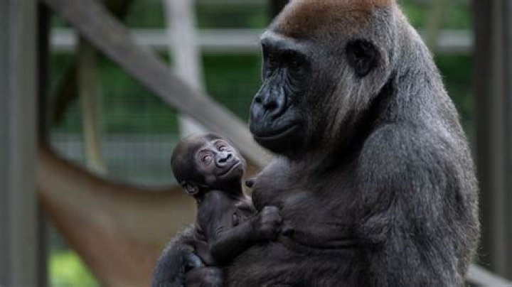 Is the gorilla in Tarzan a girl or boy?