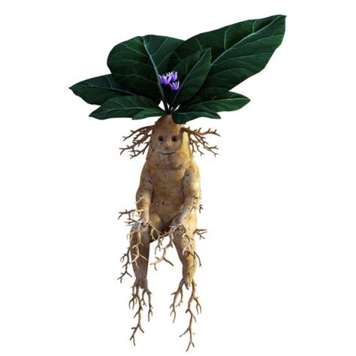 Is the mandrake plant poisonous? – Celebrity.fm – #1 Official Stars, Business & People Network, Wiki, Success story, Biography & Quotes