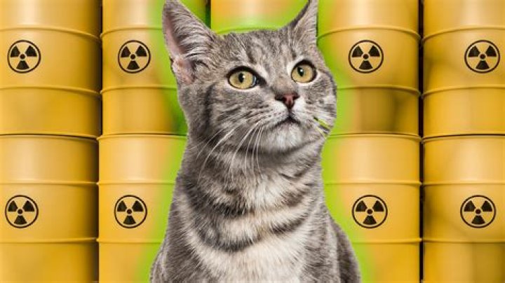 Japanese City On Alert For Cat Who Fell Into Vat Of Chemicals
