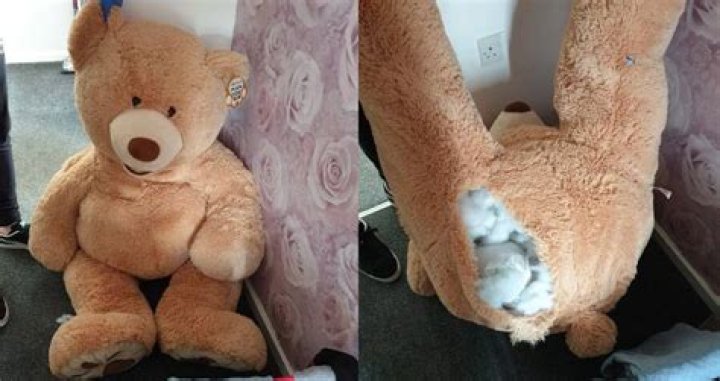 Joshua Dobson Caught Hiding From Police Inside A Teddy Bear