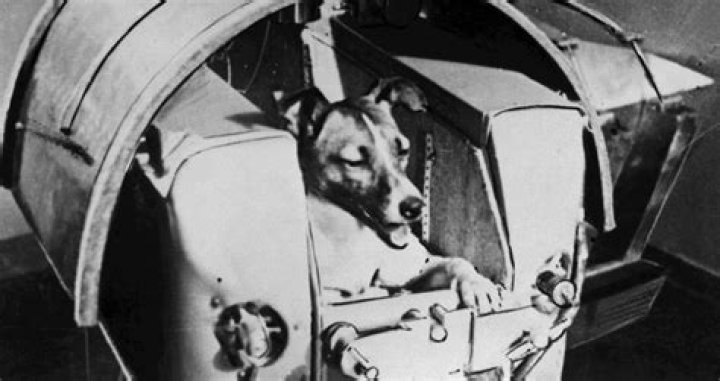 Laika, The Soviet Space Dog Sent On A Suicide Mission