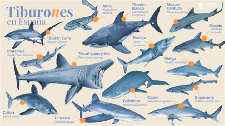 ¿Los tiburones son ciegos? – Celebrity.fm