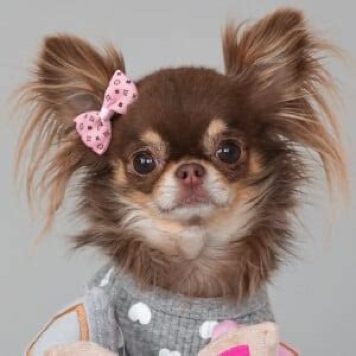 Lou the Chichi (Dog) - Age, Birthday, Bio, Facts, Family, Net Worth, Height & More
