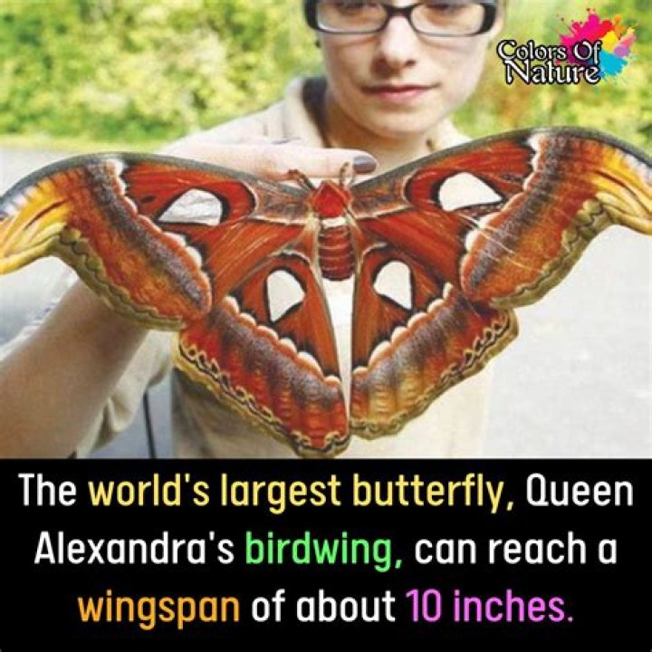 Meet Queen Alexandra's Birdwing, The Biggest Butterfly In The World