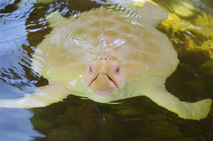 Meet The Extremely Rare, Adorable Albino Sea Turtle
