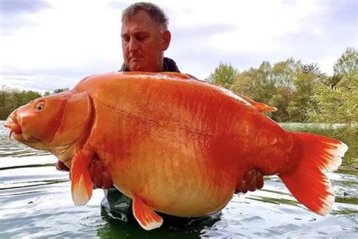 Monstrous 67-Pound Goldfish Caught By Fisherman In France