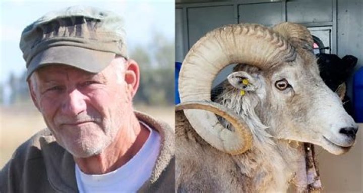 Montana Farmer Arrested For Breeding Giant Hybrid Sheep