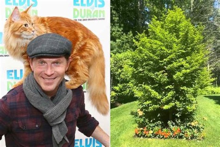 Nacho Flay (Cat) - Age, Birthday, Bio, Facts, Family, Net Worth, Height & More